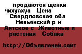 продаются щенки чихуахуа › Цена ­ 15 000 - Свердловская обл., Невьянский р-н, Аятское с. Животные и растения » Собаки   